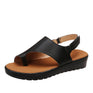 Black / 36